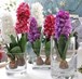 GROWING HYACINTHS FOR TET HOLIDAYS